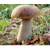 Мицелий Белого гриба елового / Боровик (Boletus edulis)
